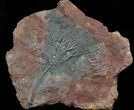 Moroccan Crinoid (Scyphocrinites) Fossil #36327-1